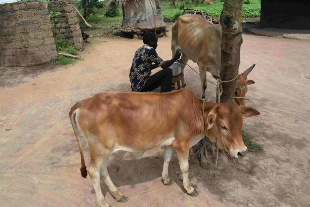 Una mucca per il latte fresco - immagine 2
