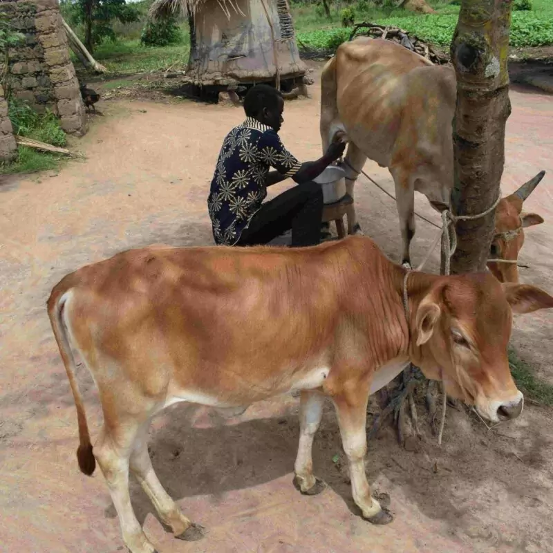 Una mucca per il latte fresco - immagine 2